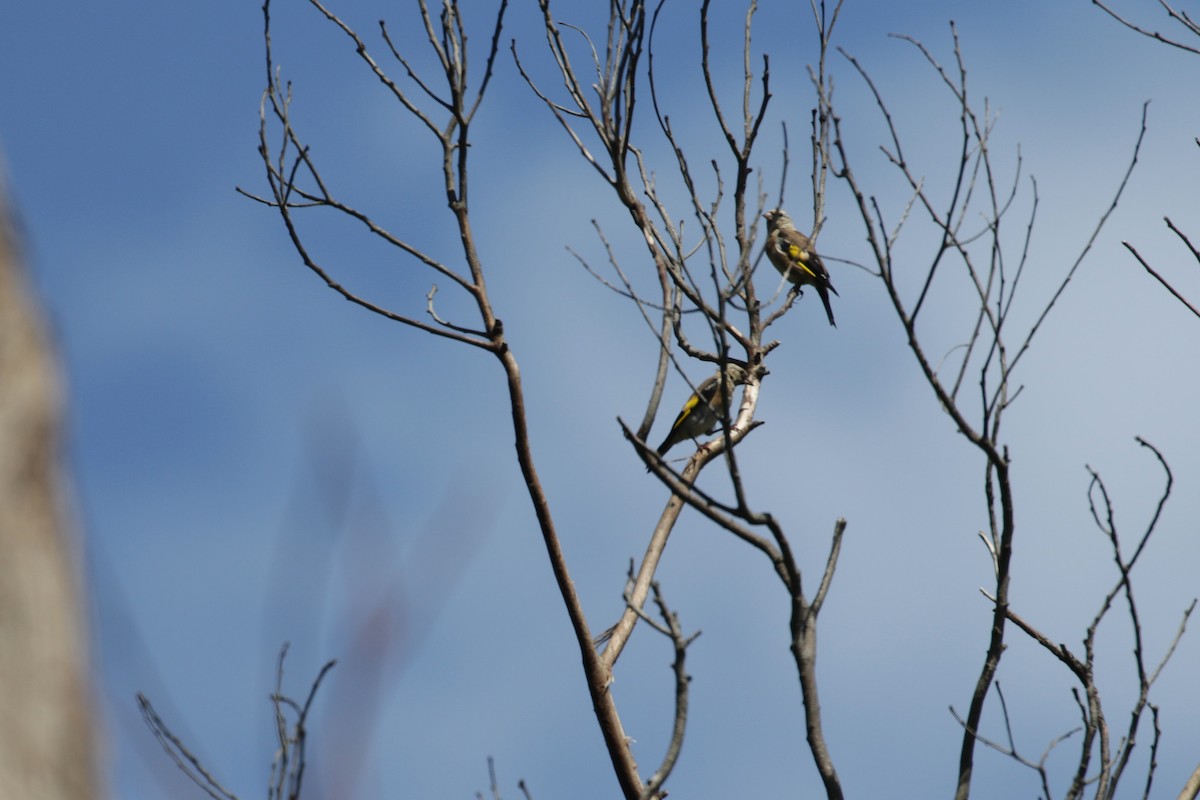 European Goldfinch - ML90276391