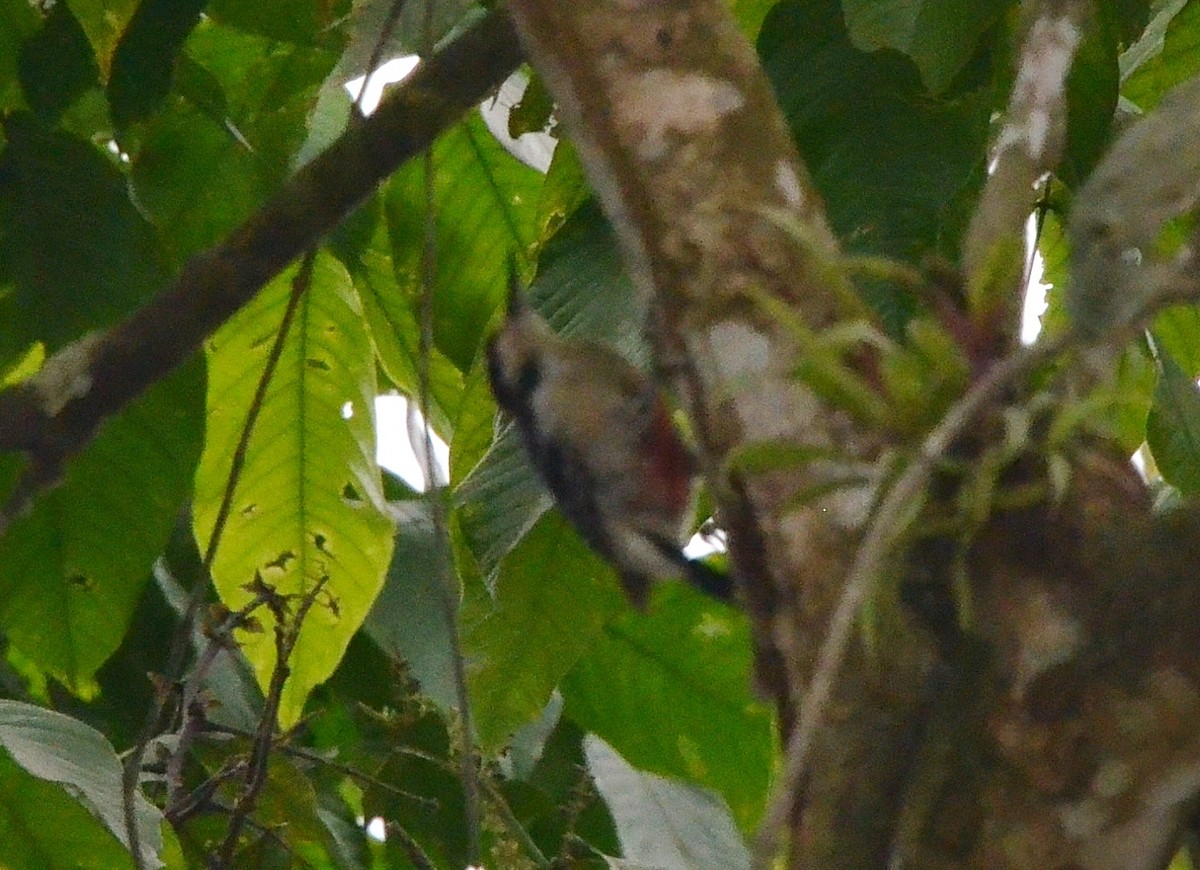 Black-cheeked Woodpecker - ML90277471