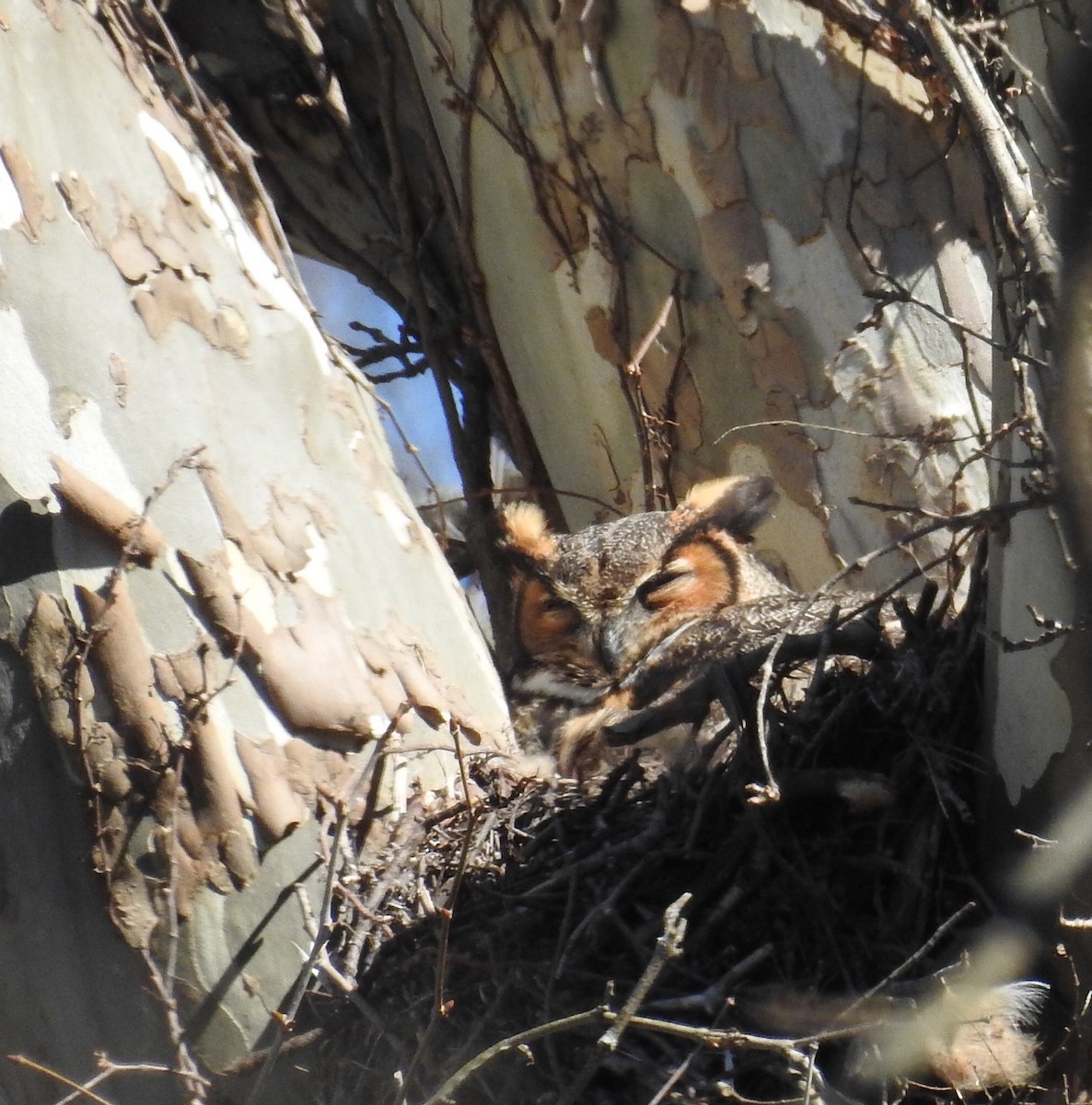 Great Horned Owl - ML90277771