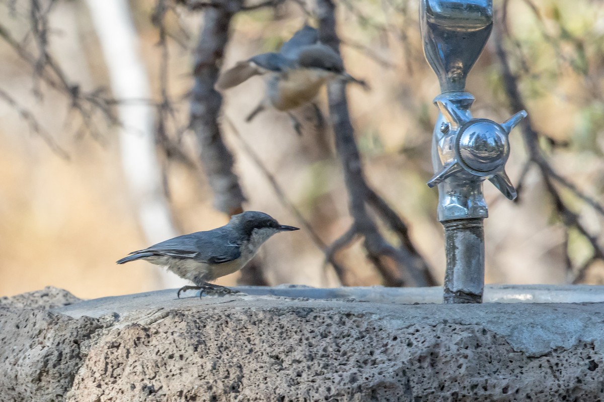 Pygmy Nuthatch - ML90279191