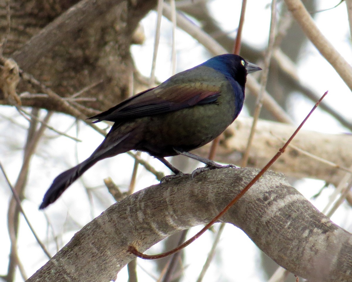 Common Grackle - Pam Campbell