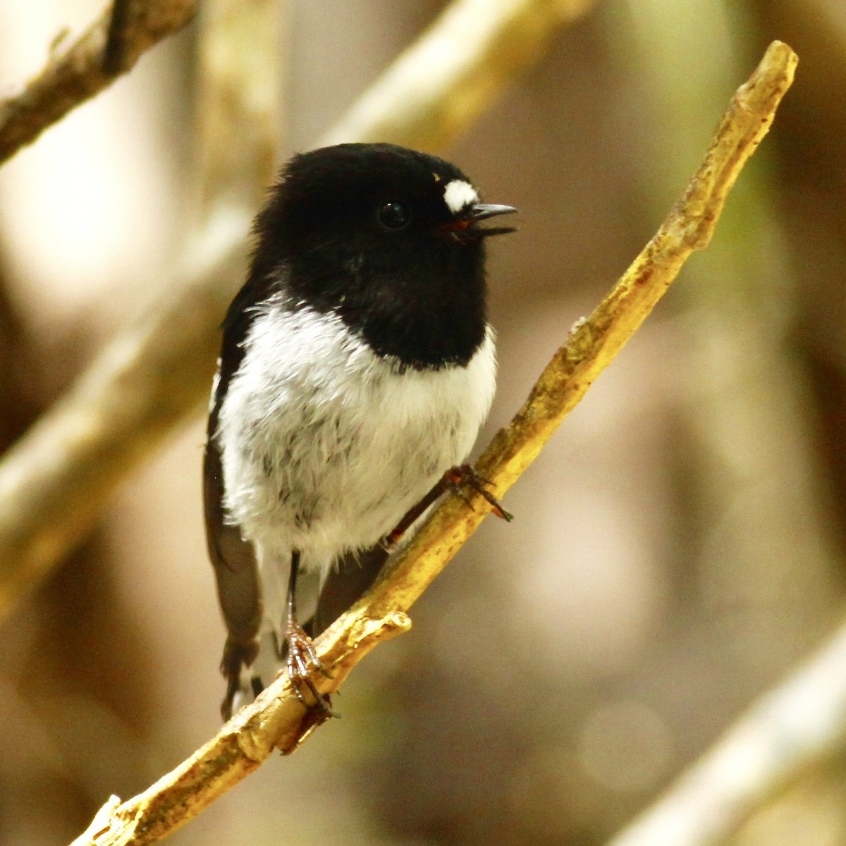 Tomtit - ML90281081