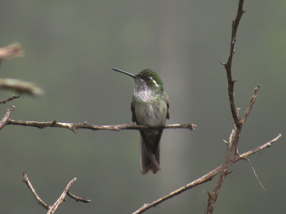 Green-throated Mountain-gem - ML90282281