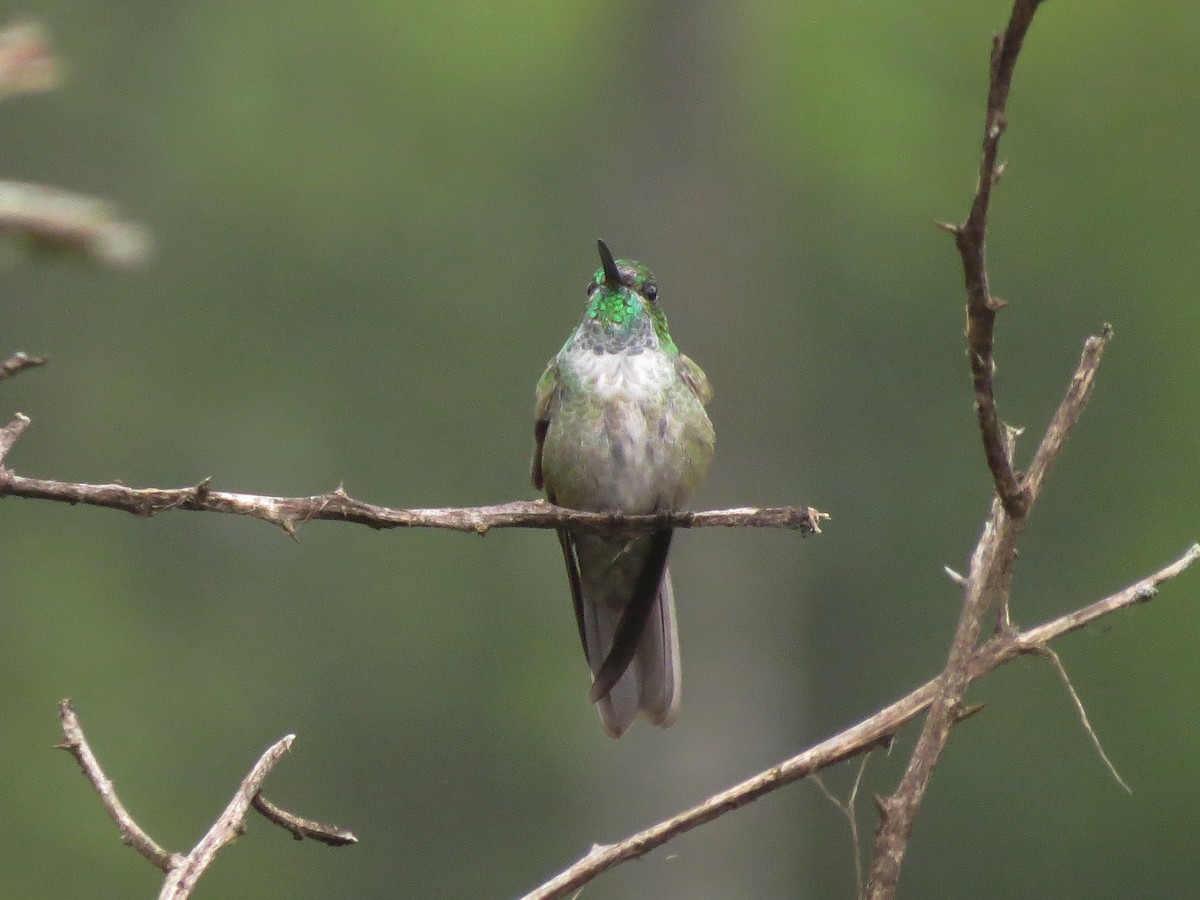 Green-throated Mountain-gem - ML90282391