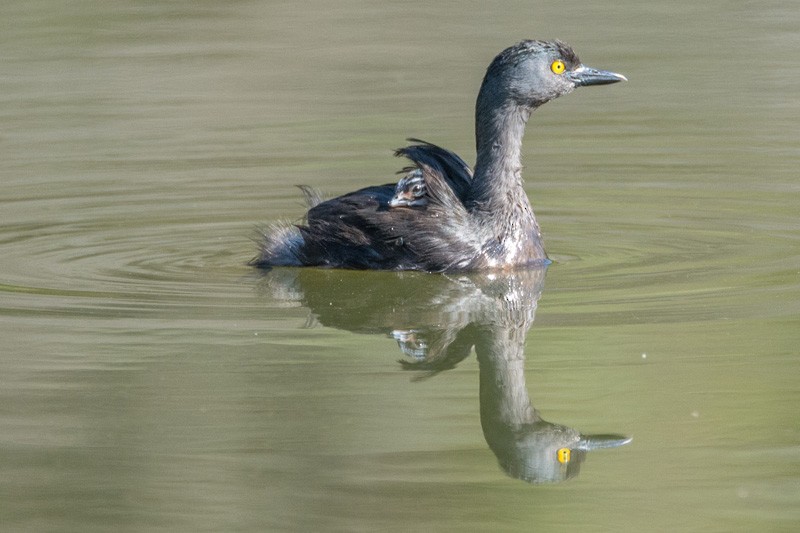 Least Grebe - ML90282491