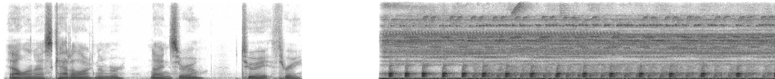 Amazon Bamboo Rat - ML90283