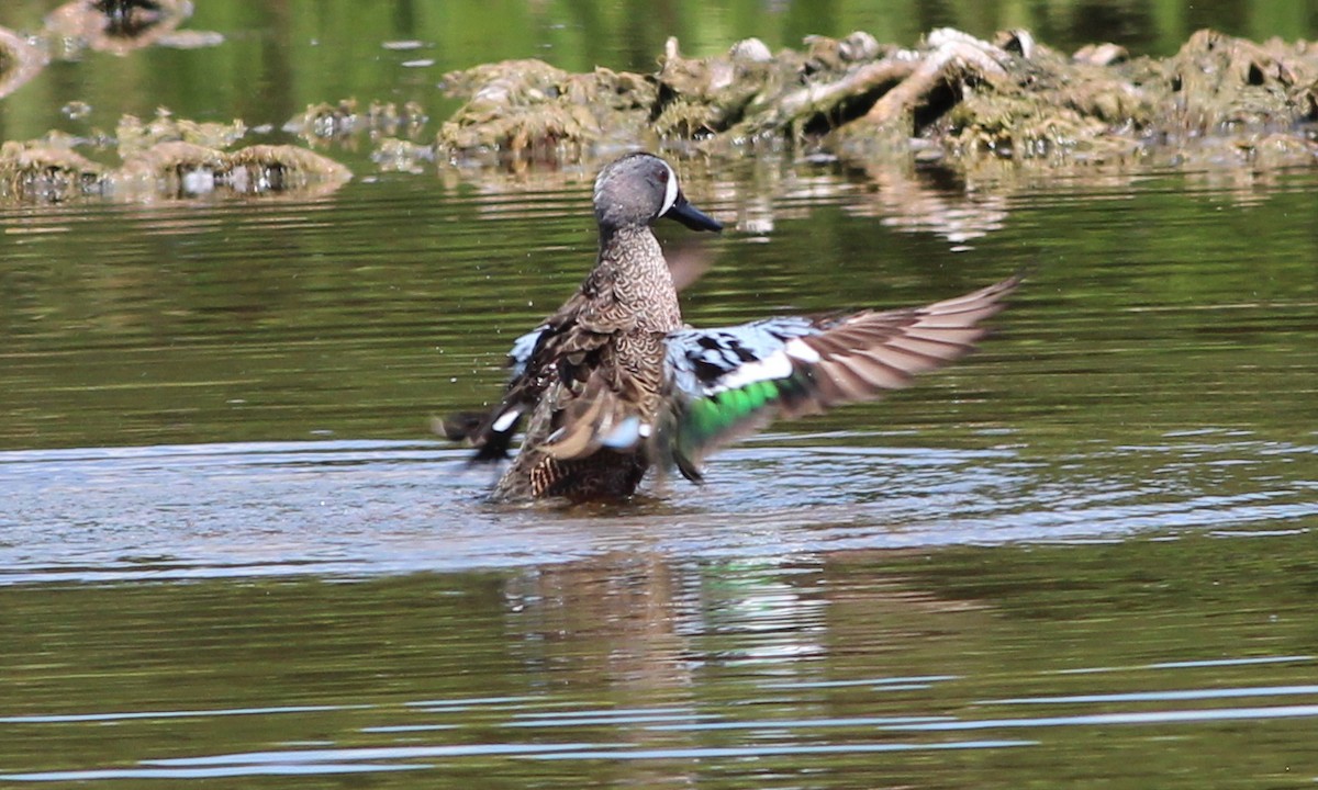 Blue-winged Teal - ML90283111