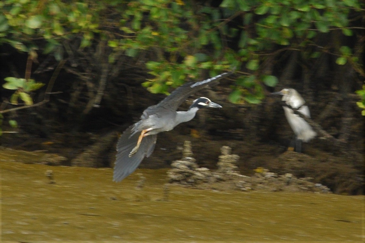 Yellow-crowned Night Heron - ML90283141