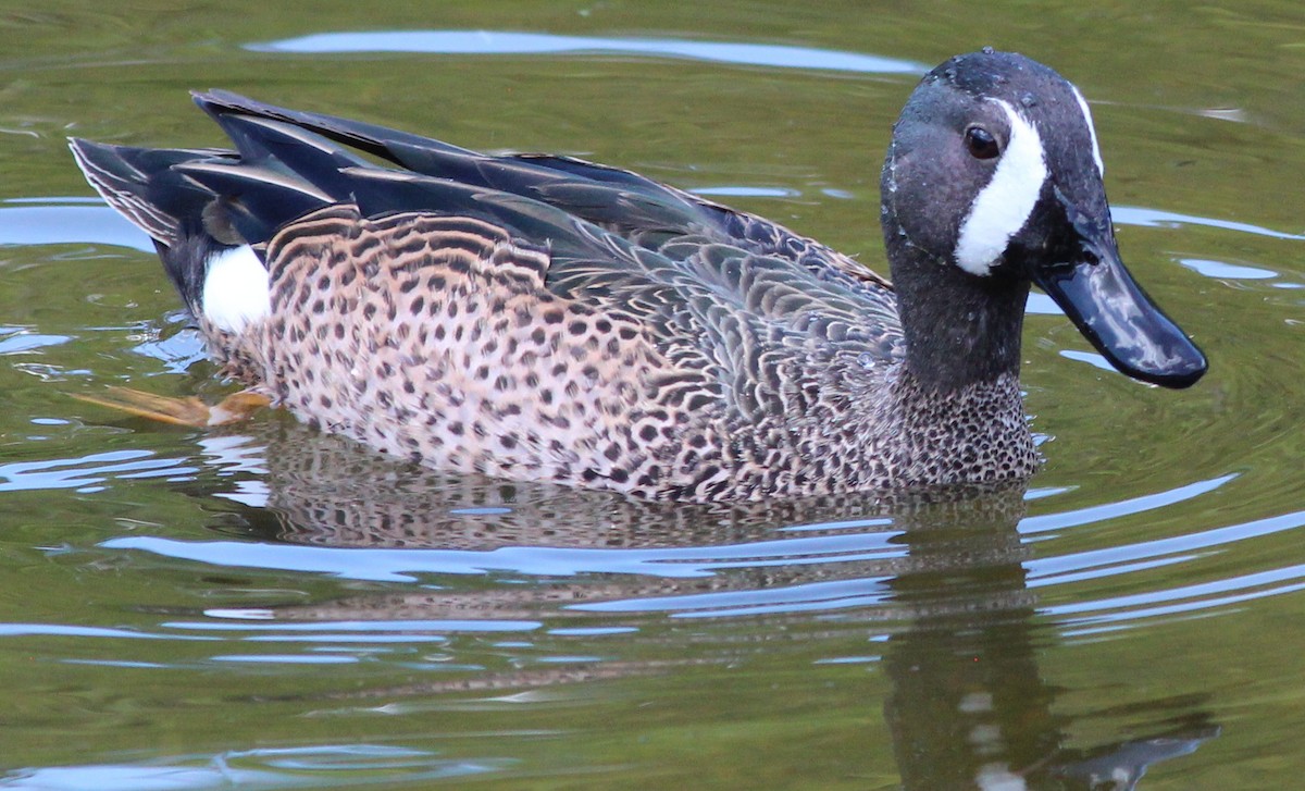 Blue-winged Teal - ML90284011