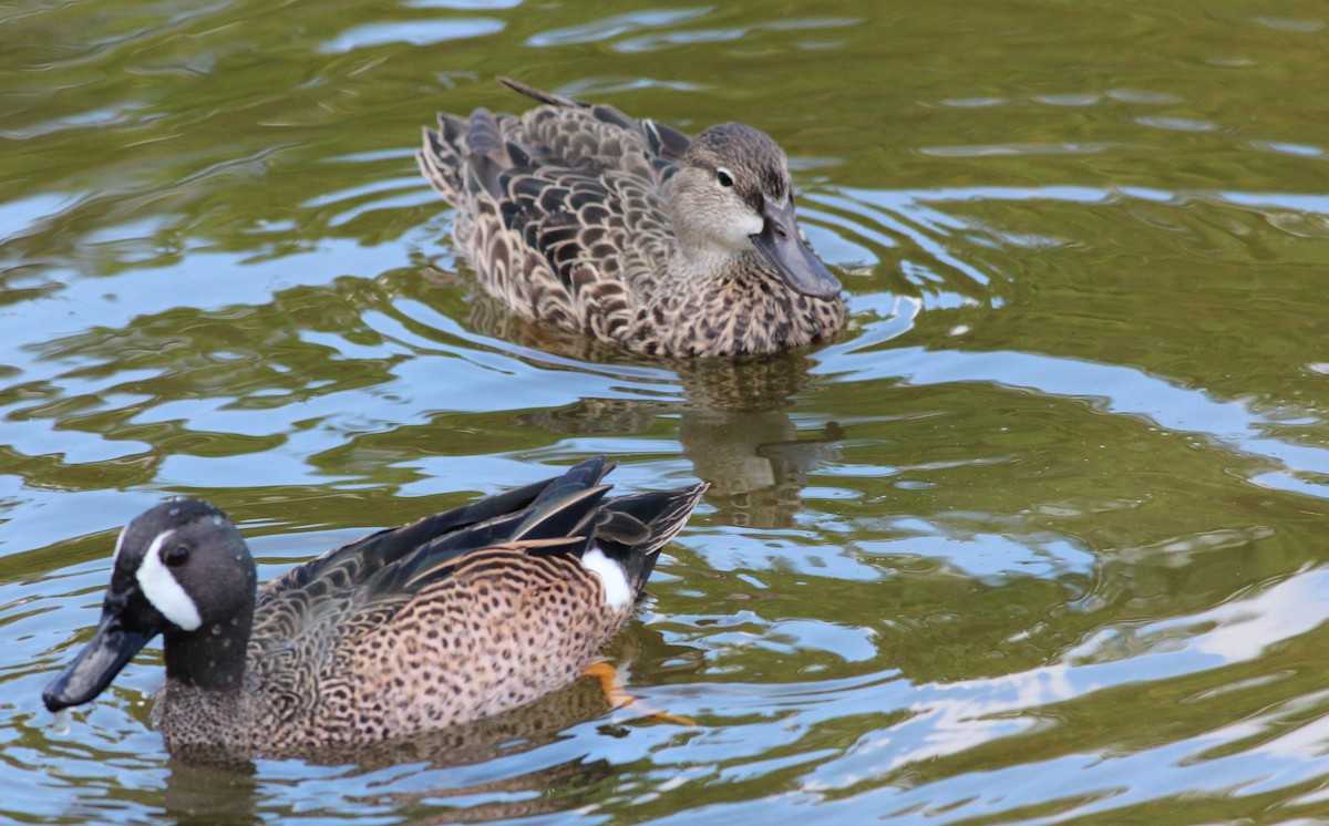 Blue-winged Teal - ML90284051