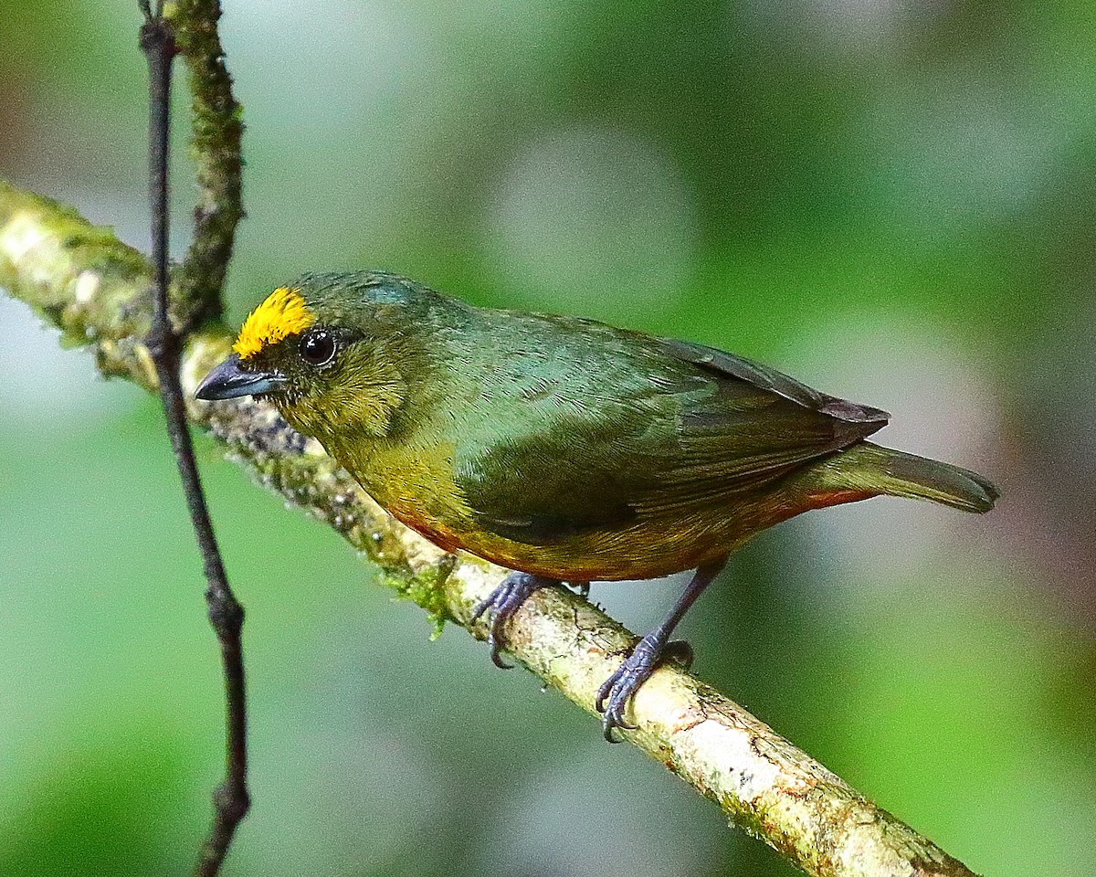 Olive-backed Euphonia - ML90285131