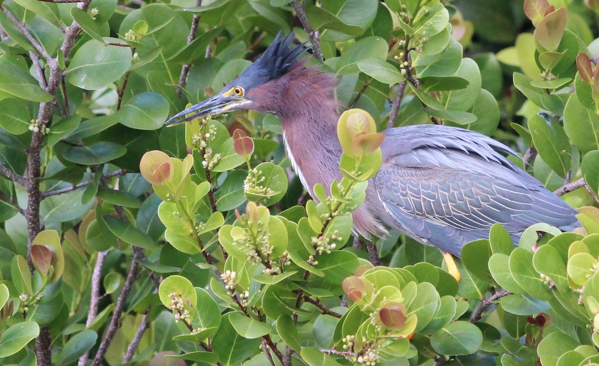 Green Heron - ML90285491