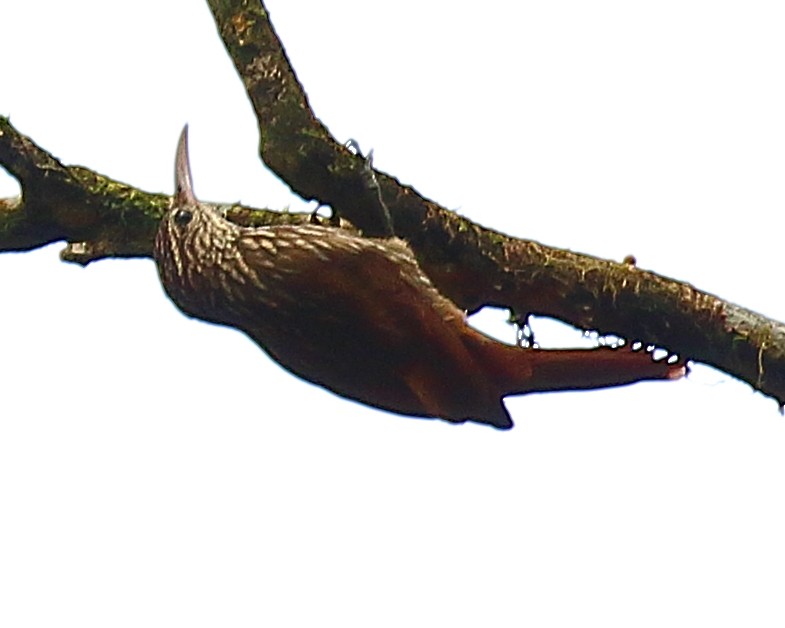 Streak-headed Woodcreeper - ML90285691