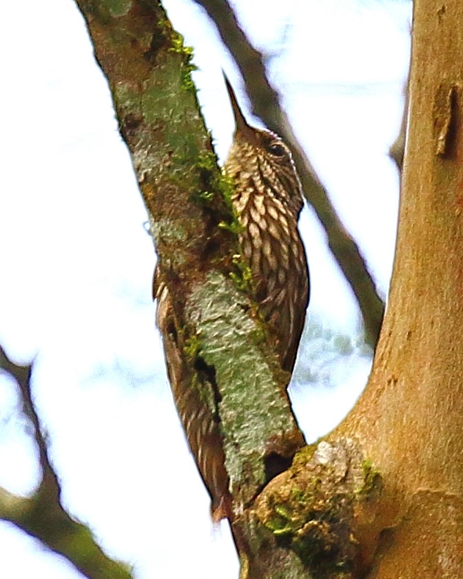 Streak-headed Woodcreeper - ML90285701