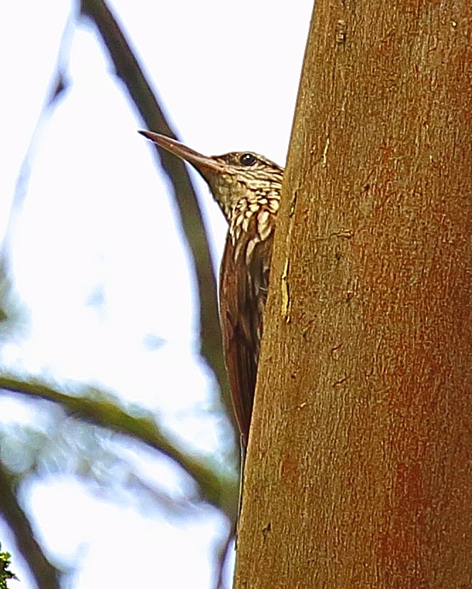 Streak-headed Woodcreeper - ML90285721