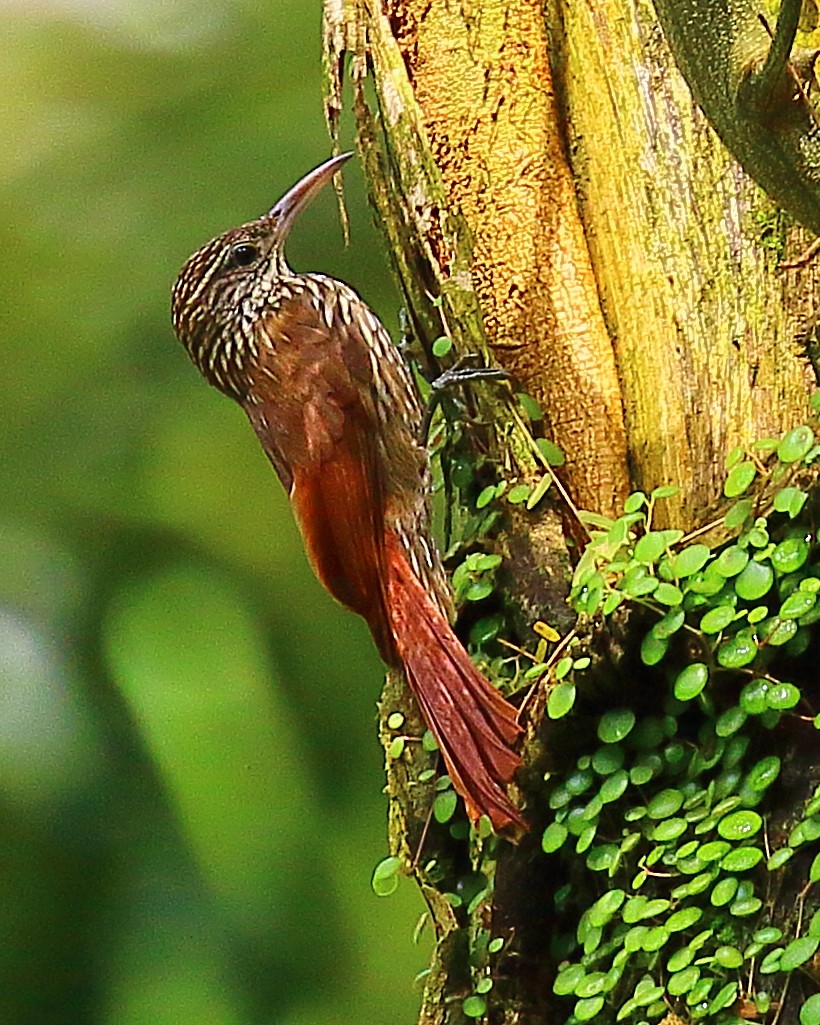 Streak-headed Woodcreeper - ML90285741