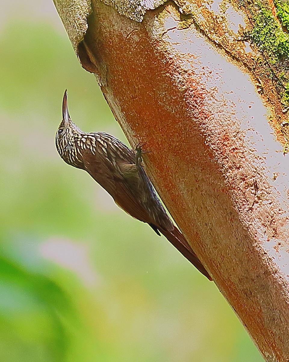 Streak-headed Woodcreeper - Ryan Candee