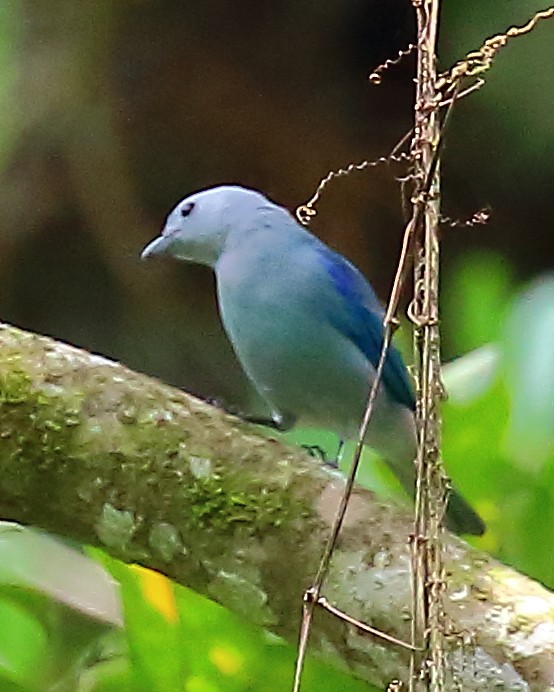 Blue-gray Tanager - ML90286081