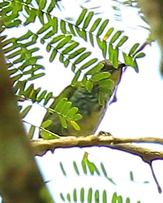 Shining Honeycreeper - ML90286181