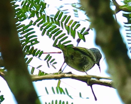 Shining Honeycreeper - ML90286211