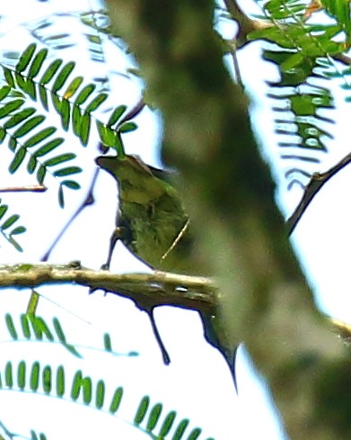 Shining Honeycreeper - ML90286221