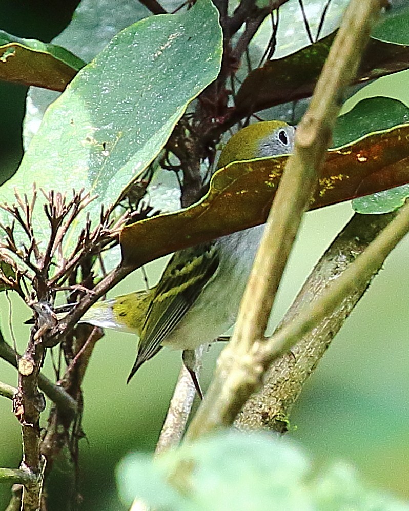 Chestnut-sided Warbler - ML90286581