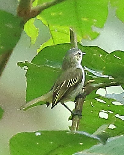 Mistletoe Tyrannulet - ML90286721