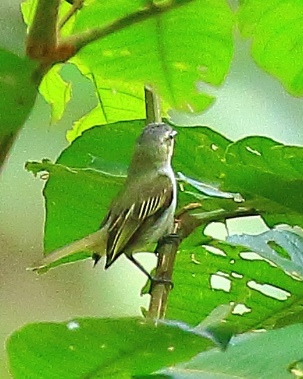 Mistletoe Tyrannulet - ML90286731