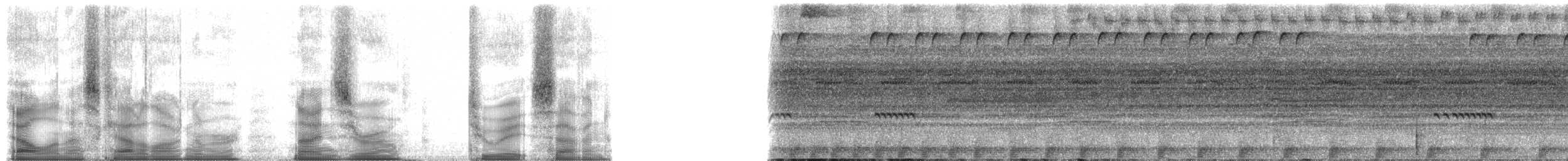 Amazon Bamboo Rat - ML90287