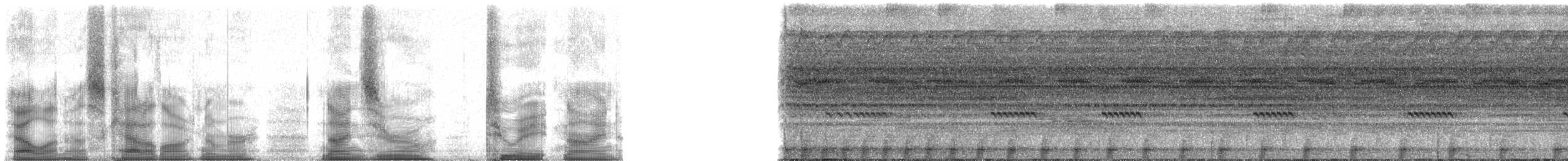 Amazon Bamboo Rat - ML90289