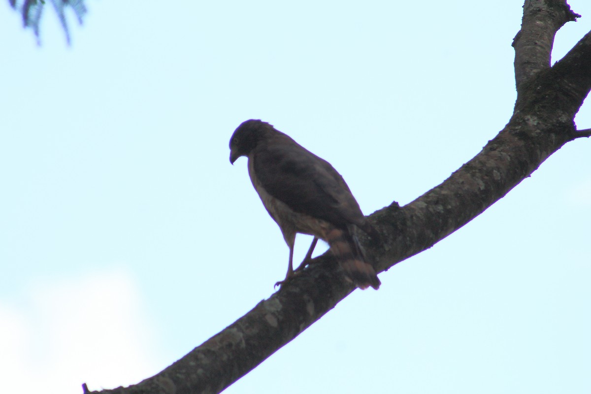 Roadside Hawk - ML90289341