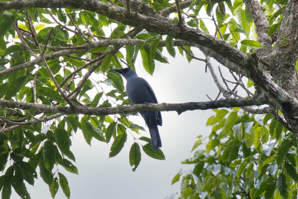 Stout-billed Cuckooshrike - Kristof Zyskowski