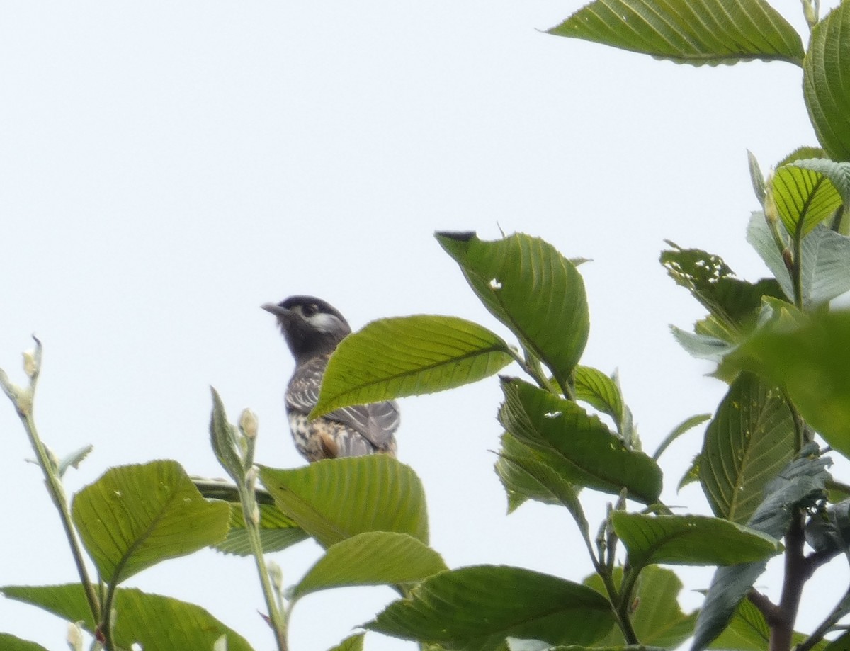 Cotinga Cariblanco - ML90291091