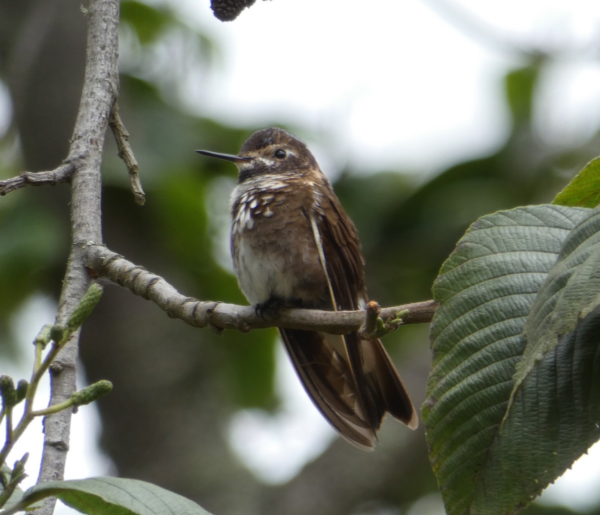 Colibrí de Alicia - ML90292121