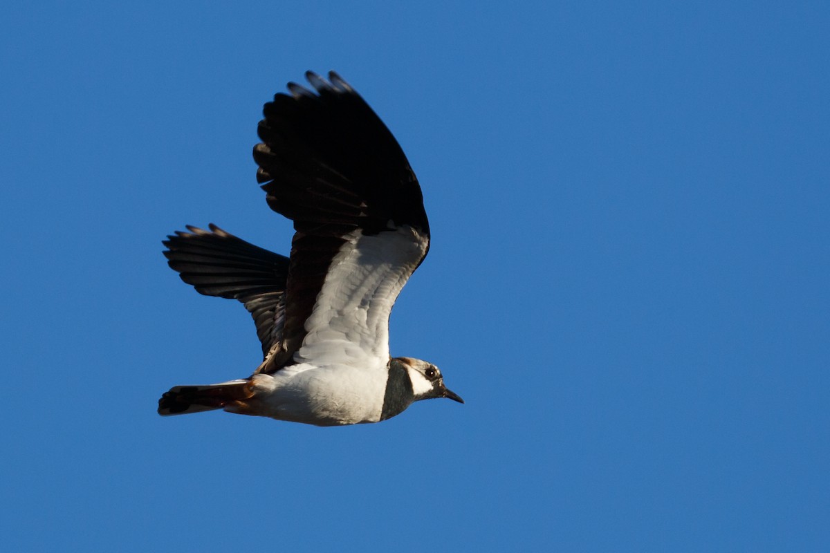 Northern Lapwing - Anonymous