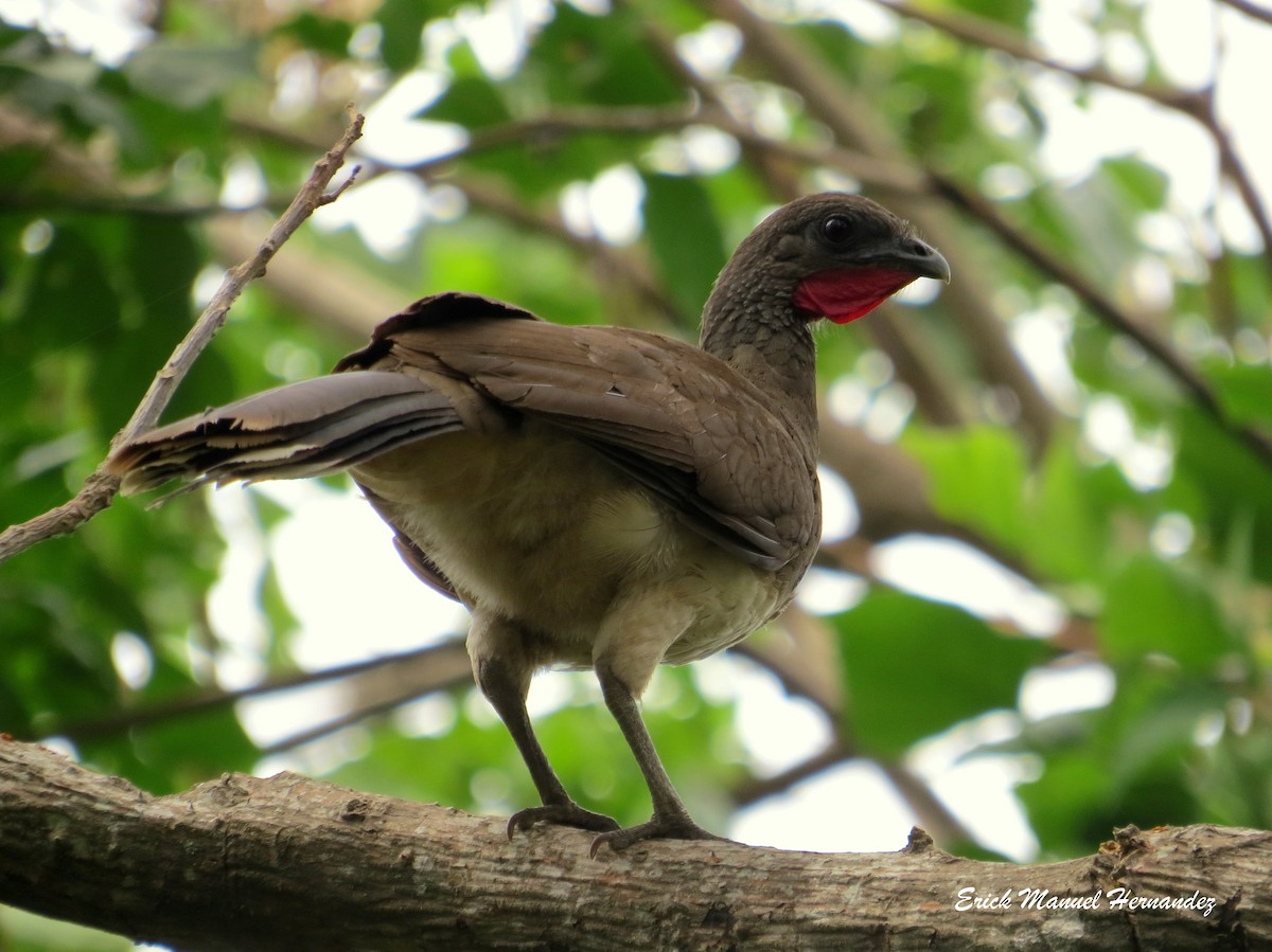 White-bellied Chachalaca - Erick Hernandez