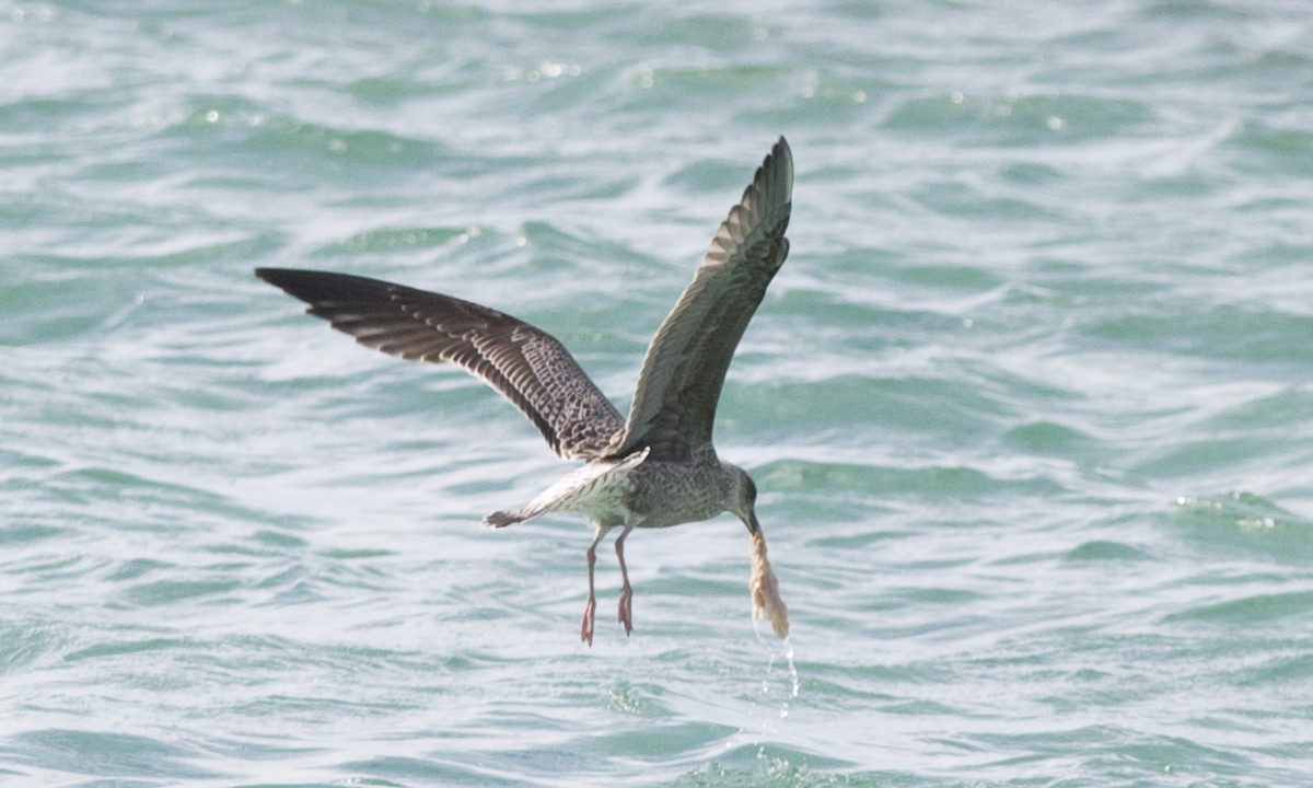 Lesser Black-backed Gull - ML90296901