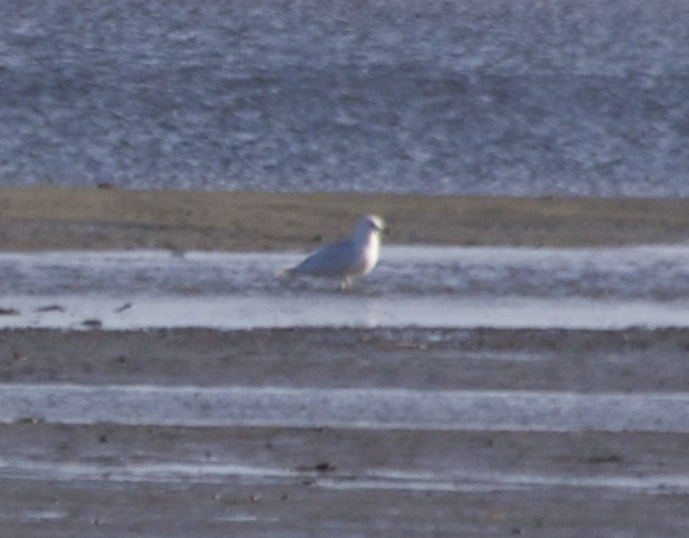 Iceland Gull - ML90297591