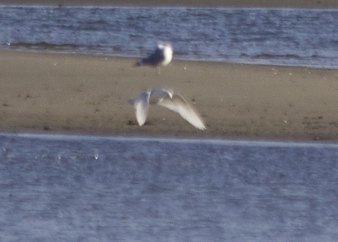 Iceland Gull - Tim Antanaitis