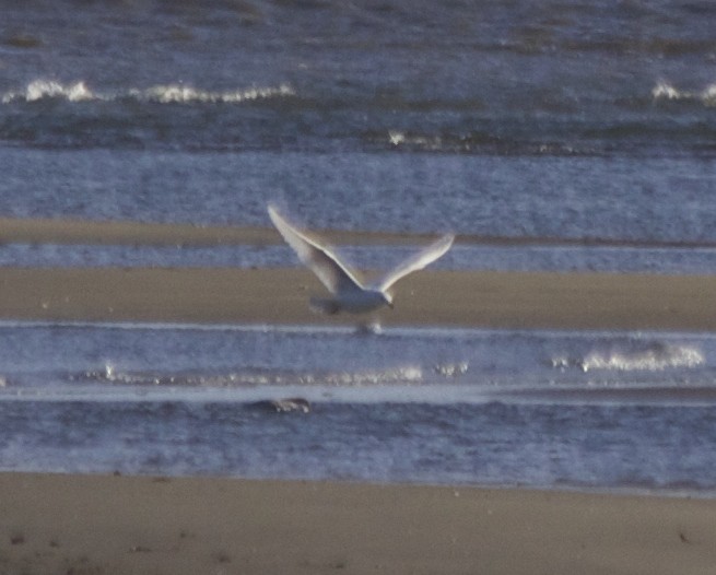 Iceland Gull - ML90297651