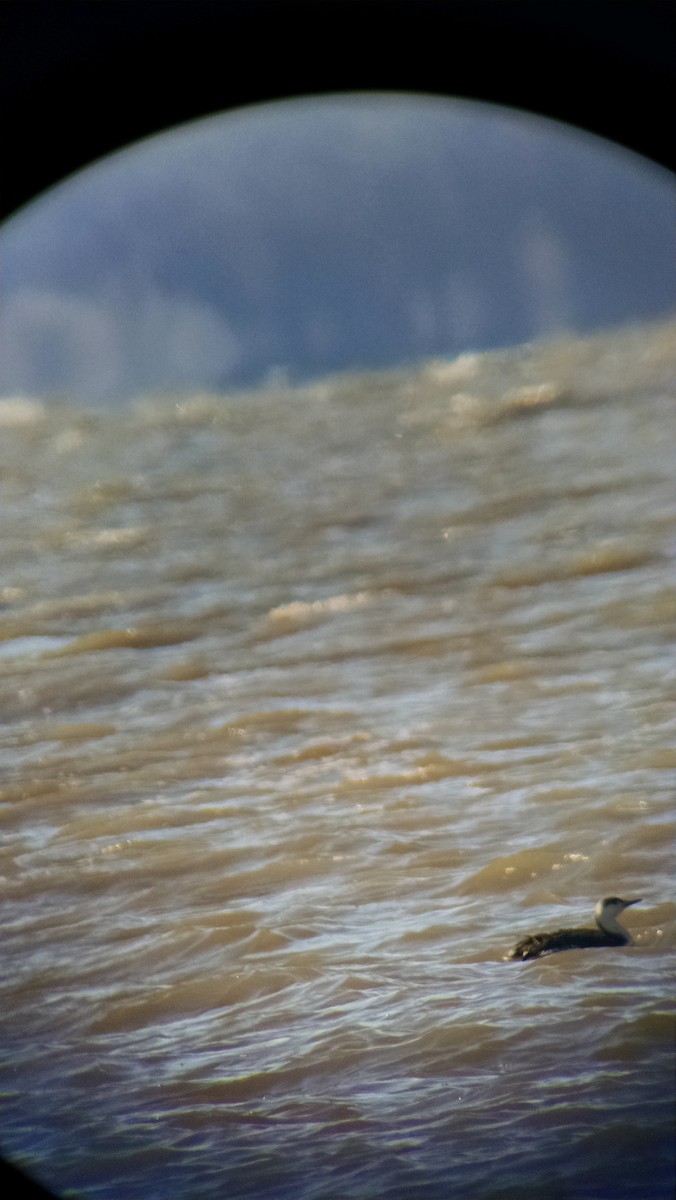 Red-throated Loon - Chris Cording