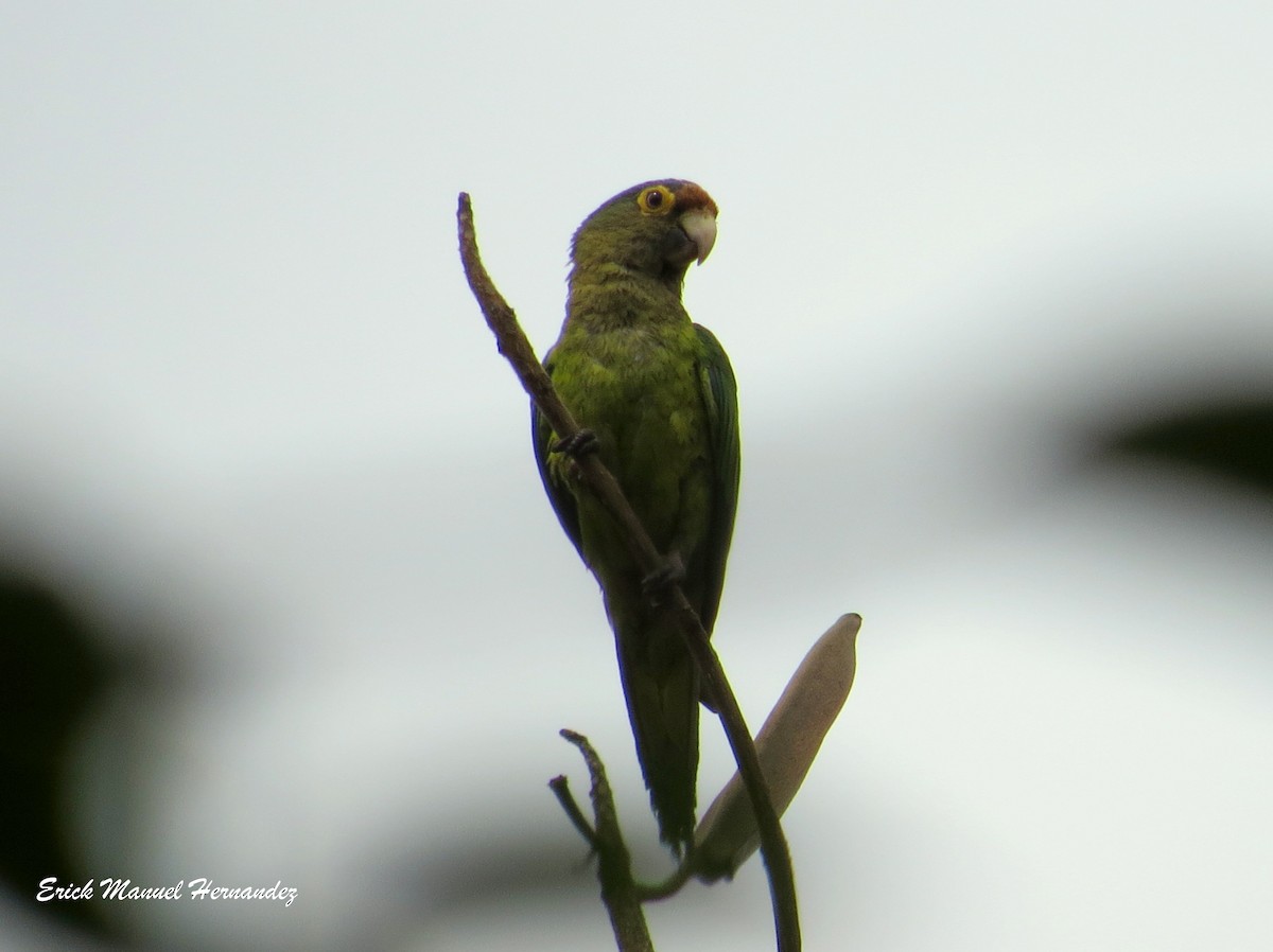 Orange-fronted Parakeet - Erick Hernandez