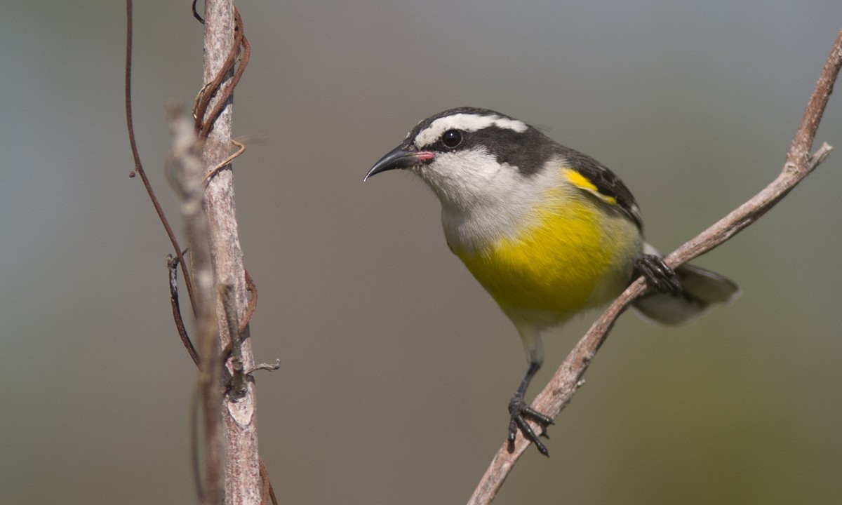 Bananaquit (Bahamas) - Brian Sullivan