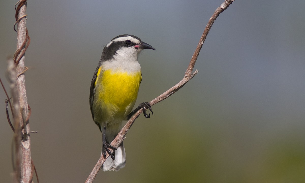 Bananaquit (Bahamas) - Brian Sullivan