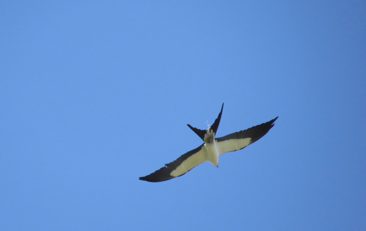 Swallow-tailed Kite - ML90300051