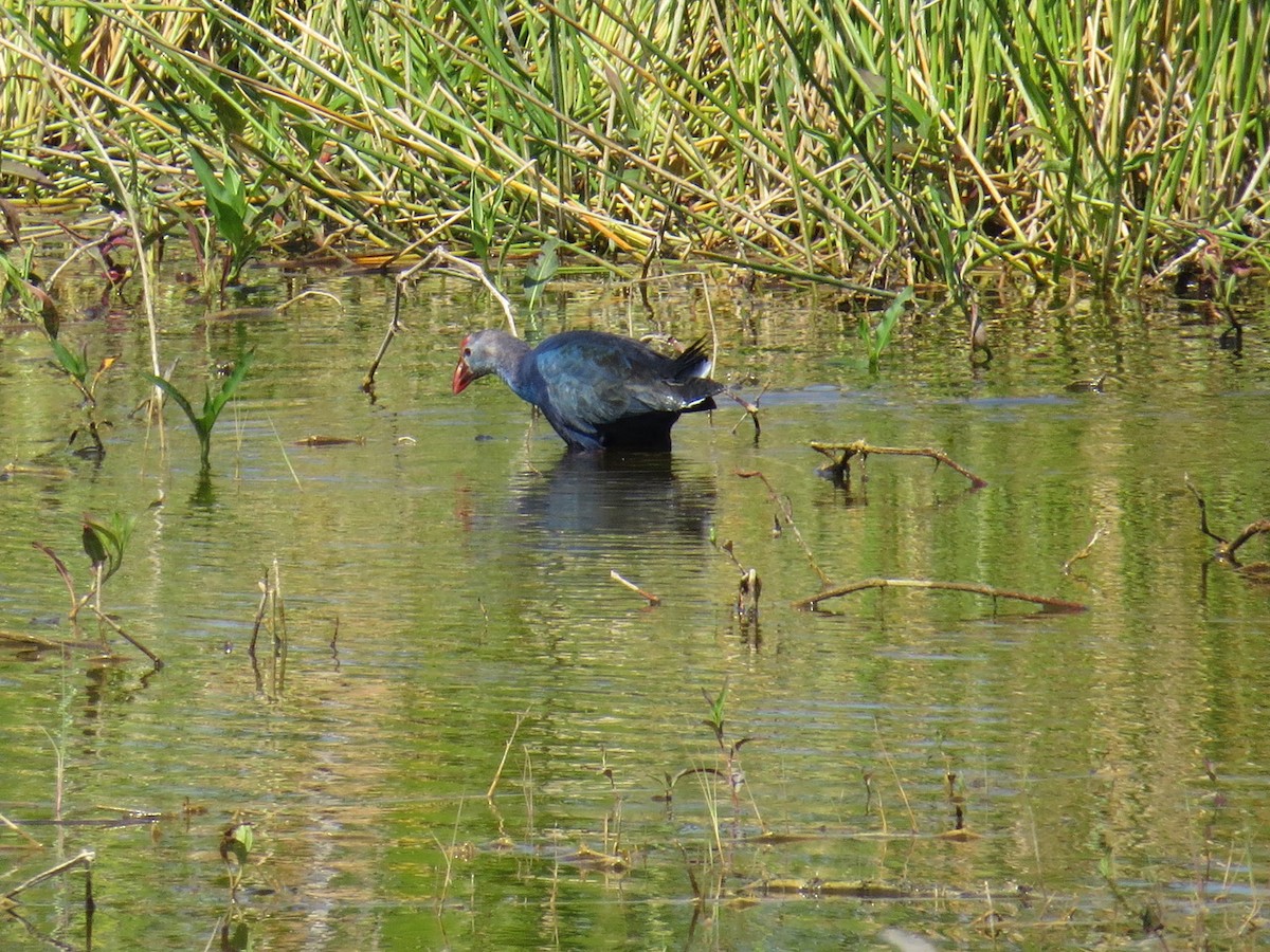 Gray-headed Swamphen - ML90300081