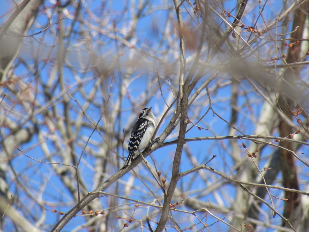 Downy Woodpecker - ML90304781