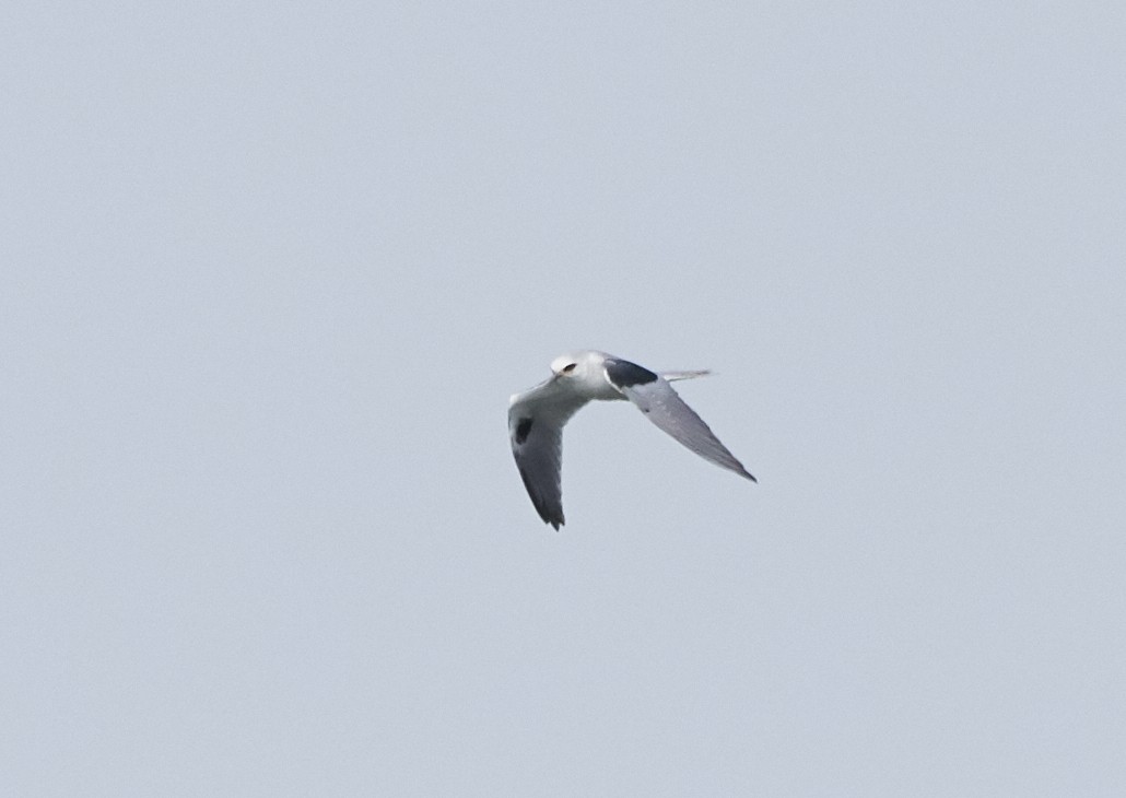 White-tailed Kite - ML90305991