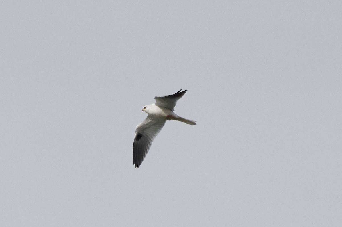 White-tailed Kite - ML90306011