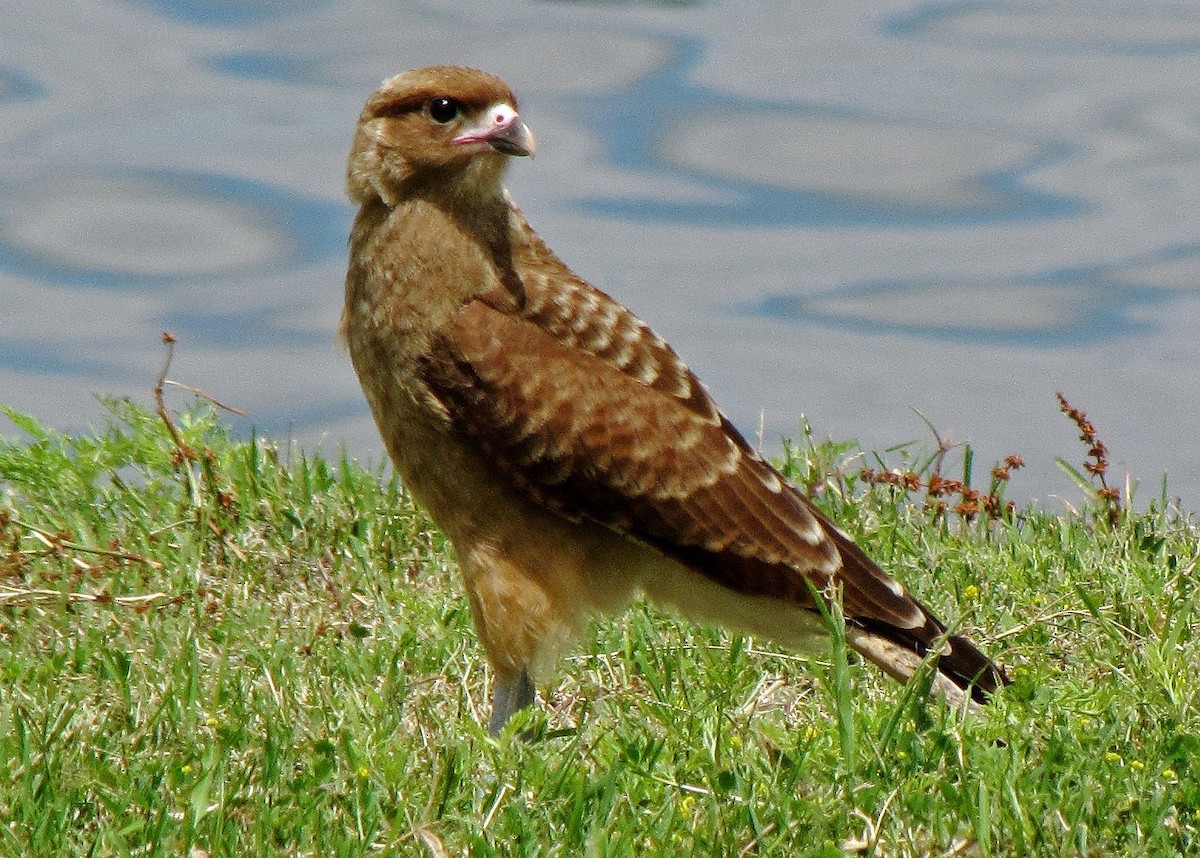 Chimango Caracara - ML90306081